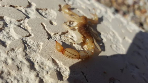 Scorpion Waiting Prey Stone Stinger Focus — Fotografia de Stock