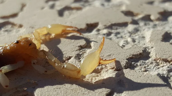 Yellow Scorpion Claws and Eyespot - Close Up