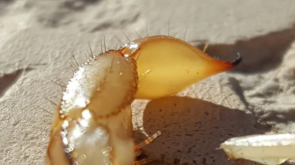 Yellow Scorpion Stinger Tail Close View — Fotografia de Stock