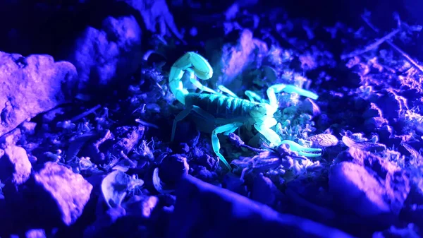 紫外线蝎子夜间捕猎 — 图库照片