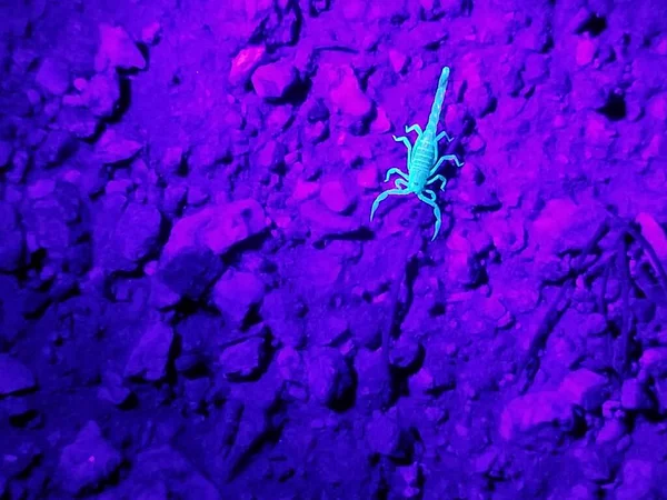 Skorpion Auf Nächtlicher Jagd — Stockfoto