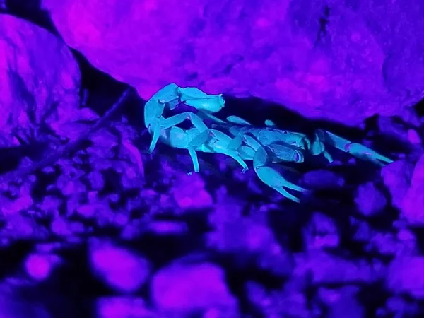 Skorpion Auf Nächtlicher Jagd — Stockfoto