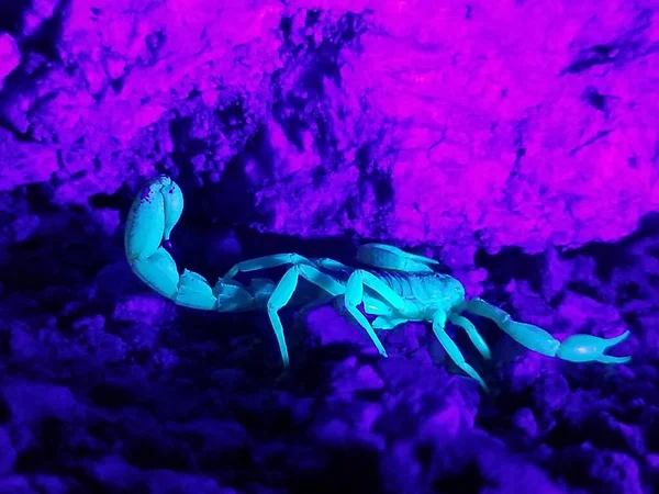 Escorpión Caza Noche Bajo Roca — Foto de Stock
