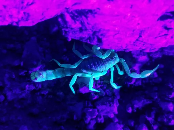 Skorpion Auf Nächtlicher Jagd Unter Felsen — Stockfoto