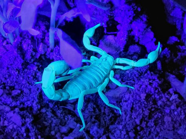 UV Scorpion Hunting at Night - stinger held up