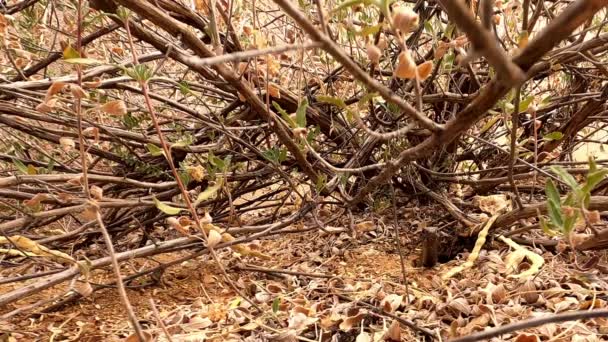 Siyah Kamçı Yılanı Avlanmak Için Yuvadan Ayrılıyor — Stok video