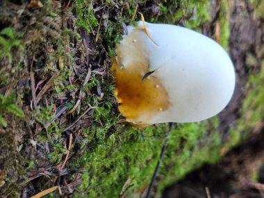 Stinkhorn mushroom on mossy forest floor