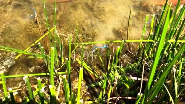 Lake Reeds Mating Bluette Damsel Flies — Stock Video