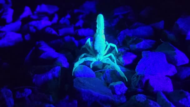 Peloso Scorpione Cattura Mangiare Una Falena Notte — Video Stock