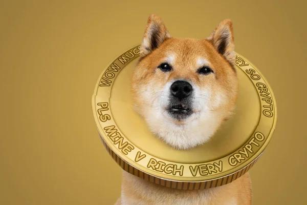 Para Cosutume Ile Shiba Inu Doge Crypto — Stok fotoğraf