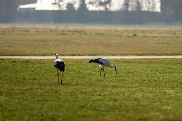 Two Storks Run Green Meadow — Stockfoto