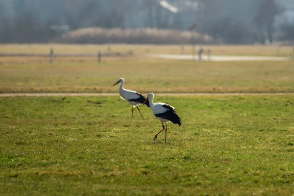 Two Storks Run Green Meadow — Stockfoto