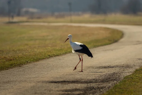 Stork Runs Street — Zdjęcie stockowe