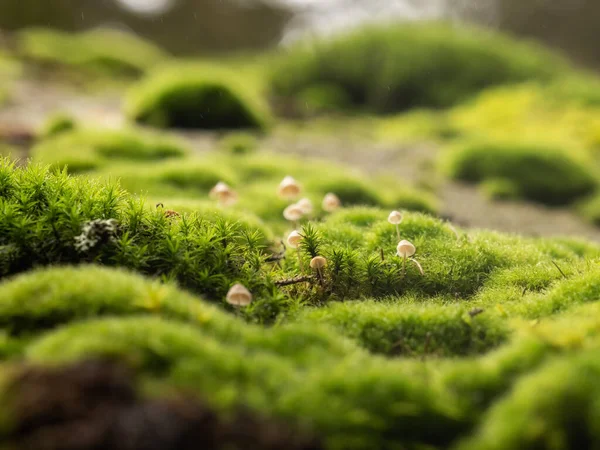 Pilze Wachsen Wild Wald Stockfoto