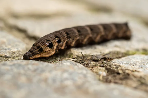 Close Brown Earthworm — Stok fotoğraf