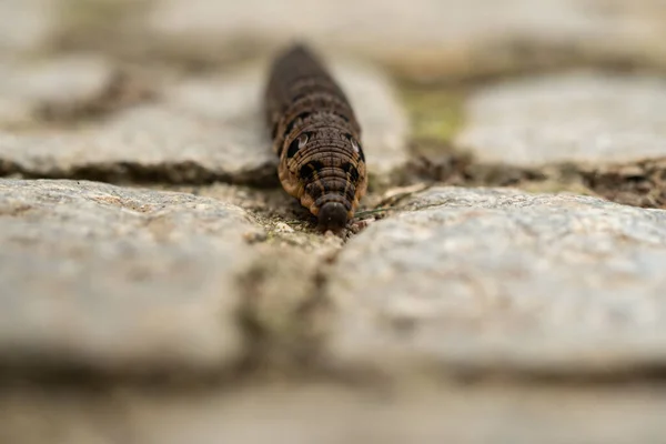 Close Brown Earthworm — Stok fotoğraf