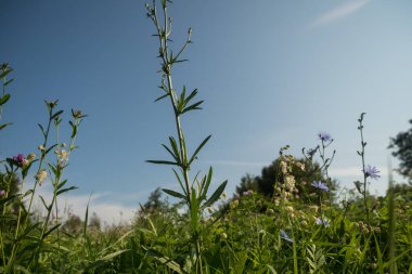 Close up of wild flowers in a meadow, blue sky