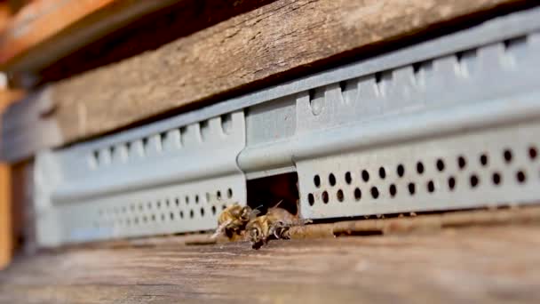 Beehive Bees Come Out Hive Beekeeping Agriculture — Stock video