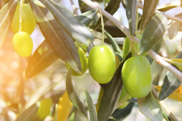 Olivo Primo Piano Frutta Mediterranea — Foto Stock