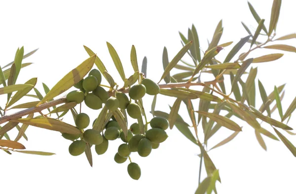 Olivo Primo Piano Frutta Mediterranea Isolato Sfondo Bianco — Foto Stock