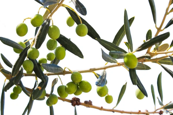 Olivo Primer Plano Fruta Mediterránea Aislado Sobre Fondo Blanco —  Fotos de Stock