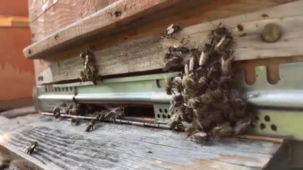 Busy Bees View Worker Bees Beehive Bees Come Out Hive — Stock Video