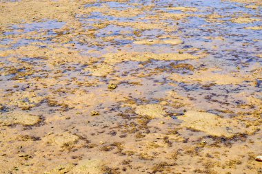 Kızıl Deniz 'in dibinde sular çekildiğinde.