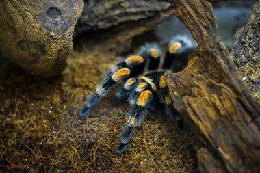 Brachypelma smithi. Bir tarantula örümceği bir barınakta oturmuş avını bekliyor..