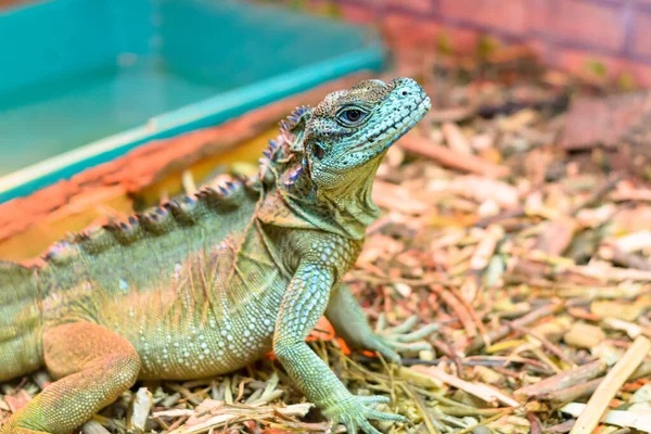 Piękna Iguana Ptaszarni Trzymanie Egzotycznych Zwierząt Domu — Zdjęcie stockowe