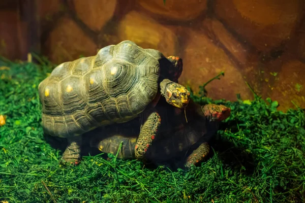 Paarungszeit Für Schildkröten Schildkrötenzucht Fortpflanzungsinstinkt — Stockfoto