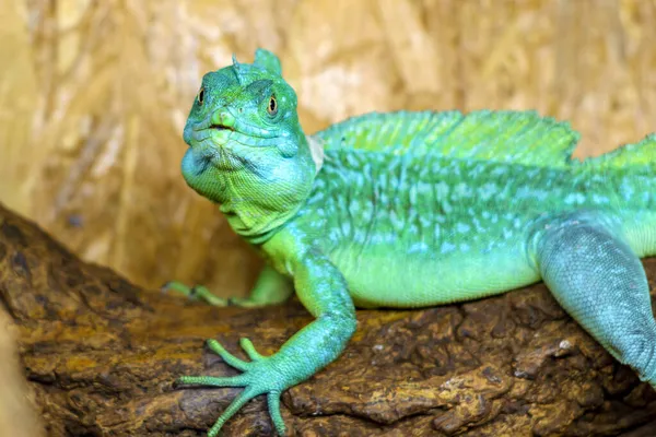 Ein Leuchtend Grüner Leguan Sitzt Auf Einem Ast Und Blickt — Stockfoto