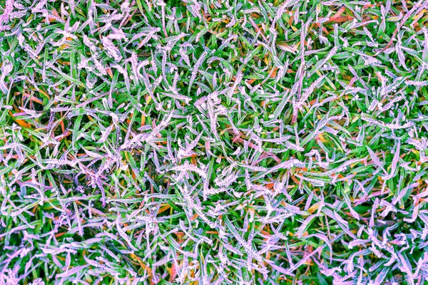 Eisbedeckter Rasen. Winter mit Frost, aber ohne Schnee — Stockfoto