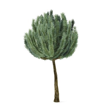 ağaç bitki. Pinus mugo