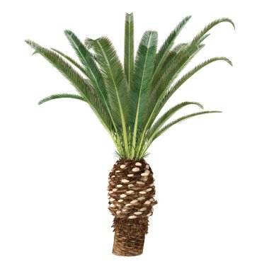 izole palmiye ağacı. Phoenix canariensis