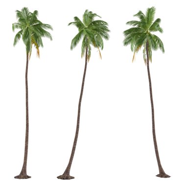 İzole palmiye ağacı. ? ocos nucifera