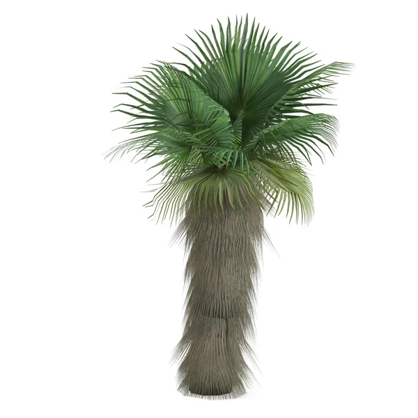 Palme isoliert. Washingtonia filifera — Stockfoto
