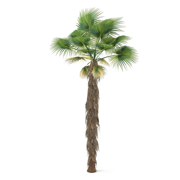 Palmy na białym tle. Washingtonia filifera — Zdjęcie stockowe