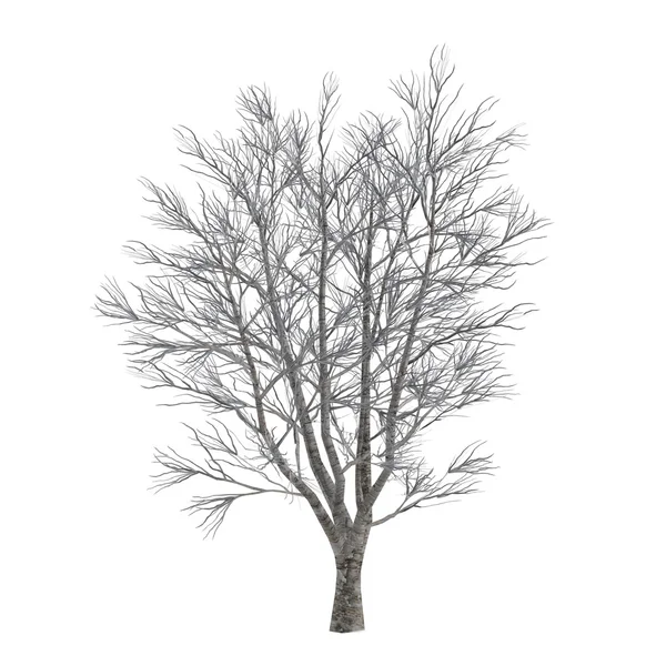 Árbol muerto sin hojas aisladas. Acer — Foto de Stock