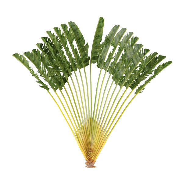 Palm tree isolated. Ravenala madagascariensis