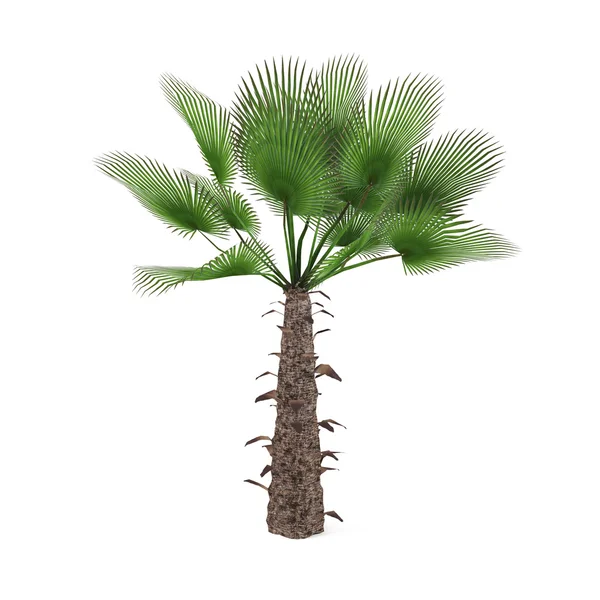 Palme isoliert. rachycaprus fortunei — Stockfoto