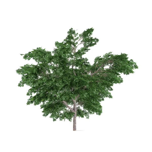 Träd bush isolated.platanus — Stockfoto