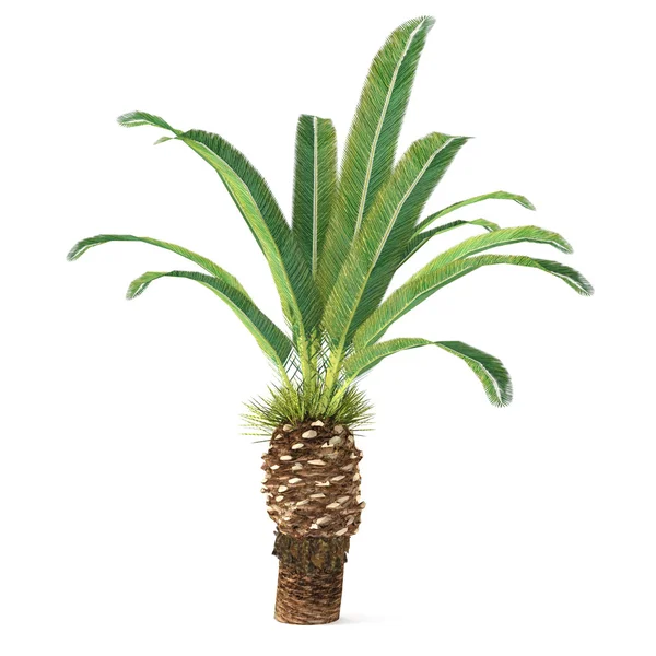 Palmera aislada. Fénix canariensis — Foto de Stock