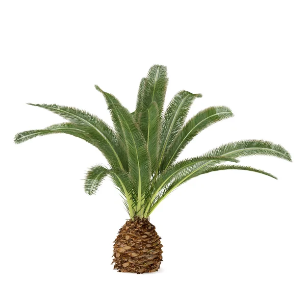 Palme isoliert. Phönix canariensis — Stockfoto