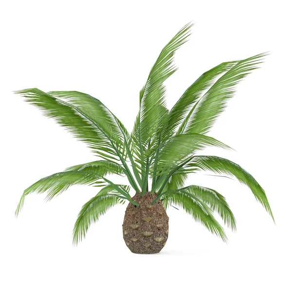 Palm tree isolated. Phoenic canariensis — Stock Photo, Image