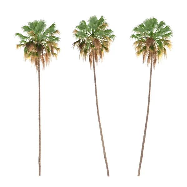 Palm tree isolated. сocos nucifera — Stock Photo, Image