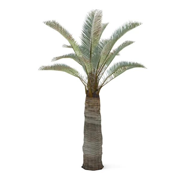 Palme isoliert. jubaea chilensi — Stockfoto