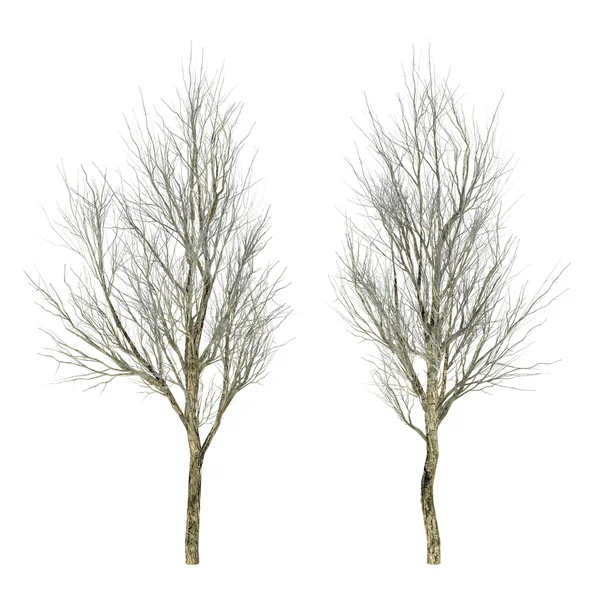 Träd utan leaves.fraxinus — Stockfoto