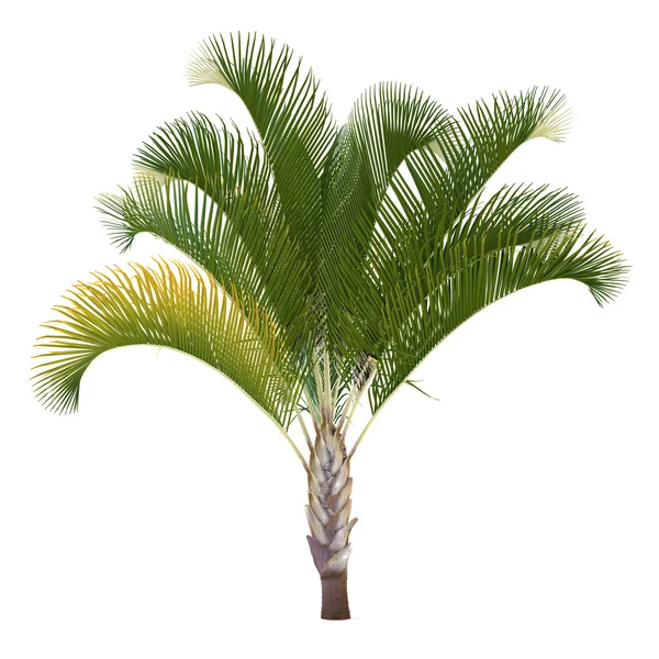 Palmy na białym tle. dypsis decaryi — Zdjęcie stockowe