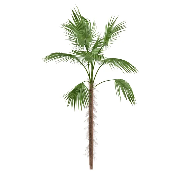 Palme isoliert. Zombia antillarum — Stockfoto