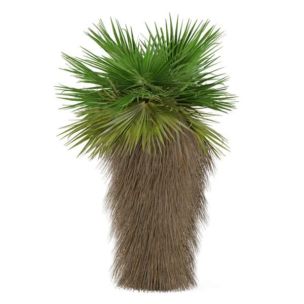 Palmboom geïsoleerd. Washingtonia filifera — Stockfoto